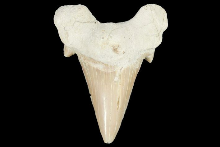 Fossil Shark Tooth (Otodus) - Morocco #103159